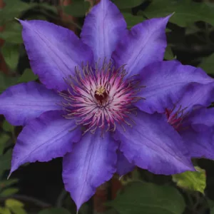 Clematis Maria Louise