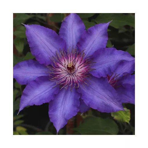 Clematis Maria Louise