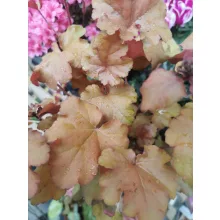 Tűzeső - Heuchera Indian Summer Marmelade