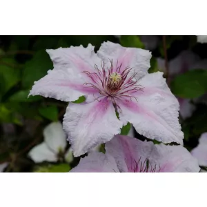 Clematis Marmori