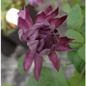 Clematis Mary Rose