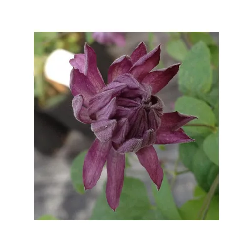 Clematis Mary Rose