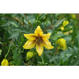 Clematis Mongolian Gold
