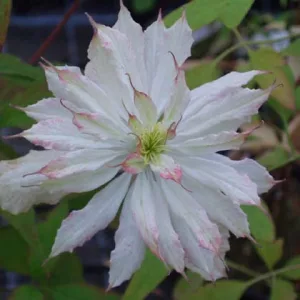 Clematis mont. Jenny Keay