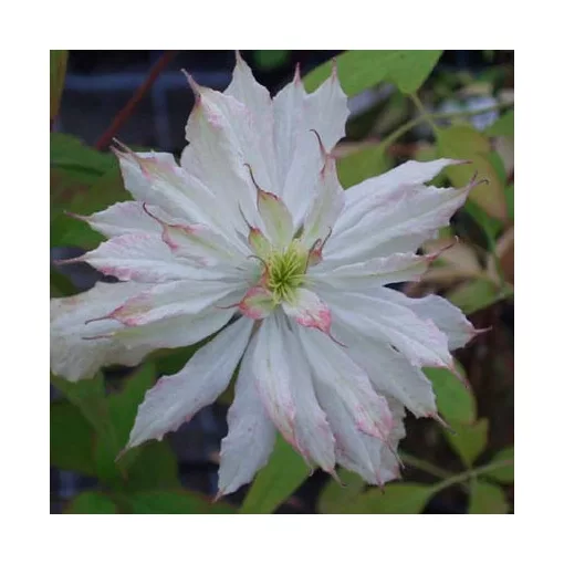 Clematis mont. Jenny Keay
