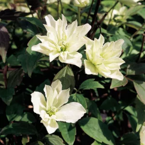 Clematis mont. Primrose Star