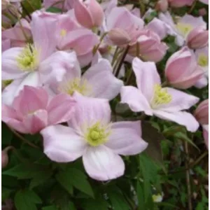 Clematis mont. Sir Eric Savill pink