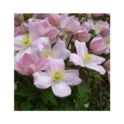 Clematis mont. Sir Eric Savill pink