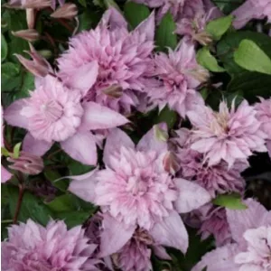 Clematis Multi Pink®TM