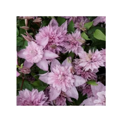 Clematis Multi Pink®TM