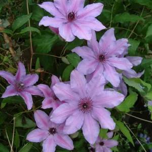 Clematis Natascha