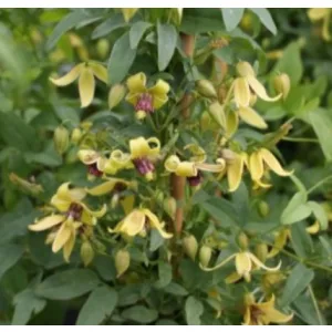 Clematis orientalis