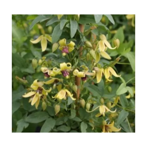 Clematis orientalis