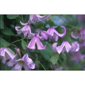 Clematis Pagoda