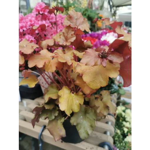 Tűzeső - Heuchera Indian Summer Marmelade