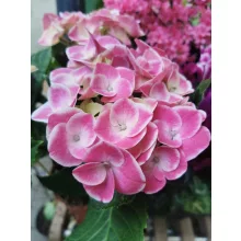 Kerti hortenzia - Hydrangea macrophylla Tivoli Roze