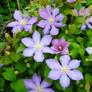 Clematis Paola