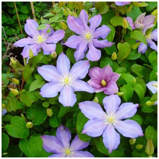 Clematis Paola