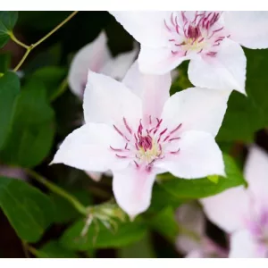 Clematis Pink Fantasy