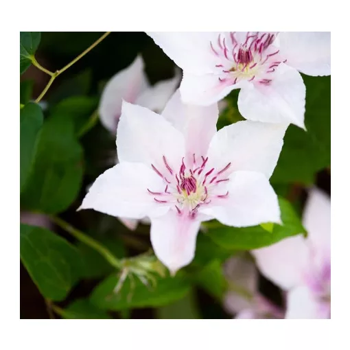 Clematis Pink Fantasy