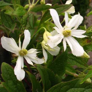 Clematis Pleniflora