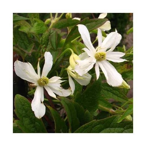 Clematis Pleniflora