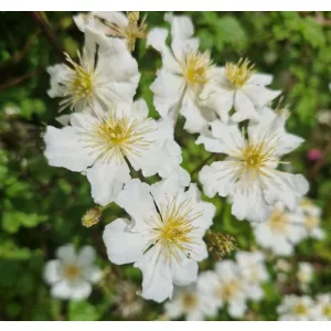 Clematis potaninii