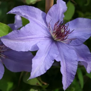 Clematis Princess of Wales