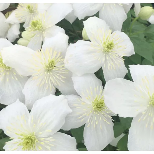 Clematis Prosperity