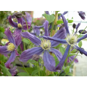 Clematis Queen of Holland®TM