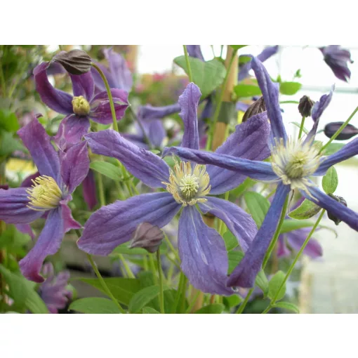 Clematis Queen of Holland®TM