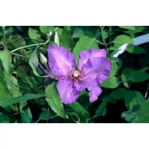 Clematis Richard Pennell