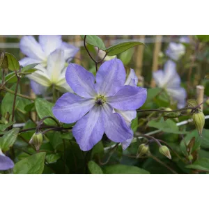 Clematis SEA BREEZE
