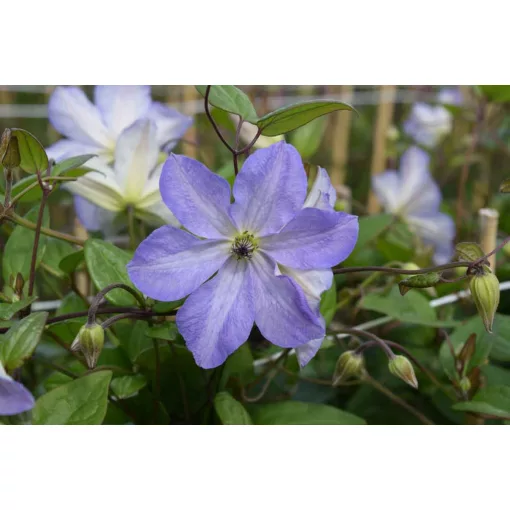 Clematis SEA BREEZE