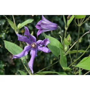 Clematis Sizaja Ptitsa