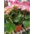 Kerti hortenzia - Hydrangea macrophylla Tivoli Roze