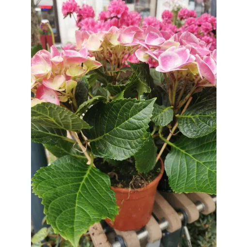 Kerti hortenzia - Hydrangea macrophylla Tivoli Roze