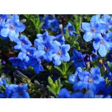 Kőmagcserje - Lithodora diffusa Heaven Blue