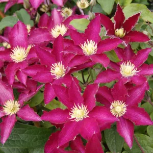 Clematis SO MANY®TM RED FLOWERS