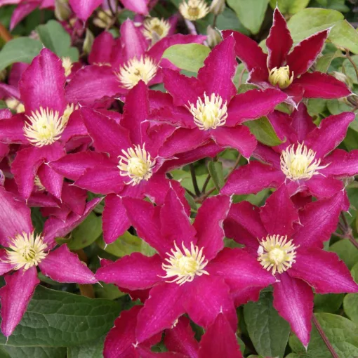 Clematis SO MANY®TM RED FLOWERS