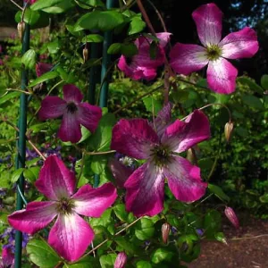 Clematis Tango