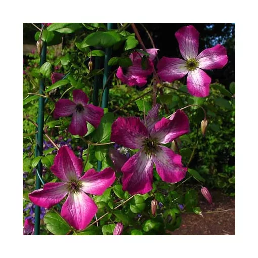 Clematis Tango