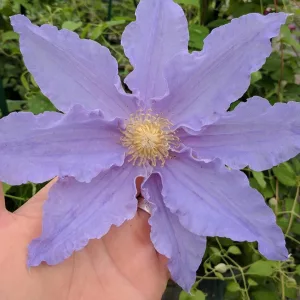 Clematis Tartu