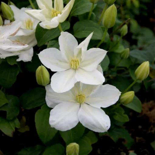 Clematis The Bride white