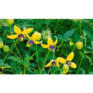 Clematis Tibetan Gem