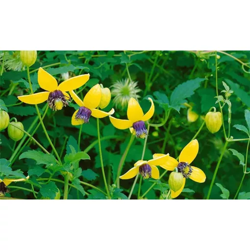 Clematis Tibetan Gem