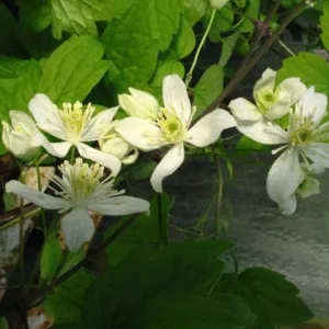 Clematis trichotoma