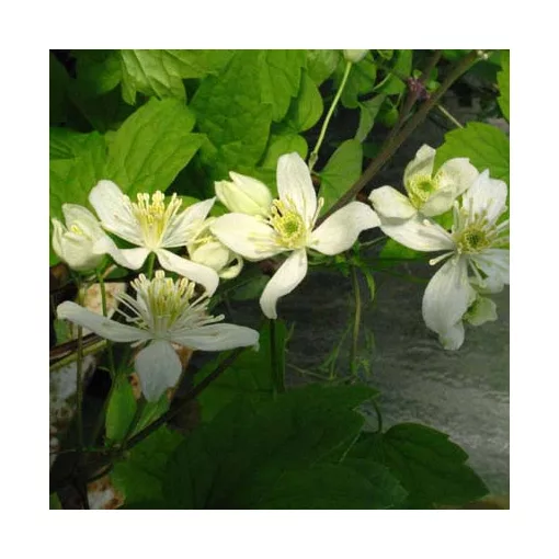 Clematis trichotoma
