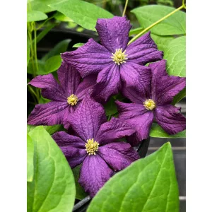 Clematis Trikatrei