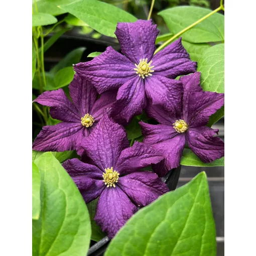 Clematis Trikatrei